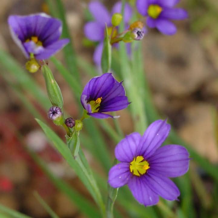Sisyrinchium Montanum Flower Seeds for Planting – Delicate Blue Perennial Garden Blooms