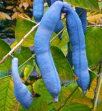 Blue fruit pods of Decaisnea Fargesii on mature tree
