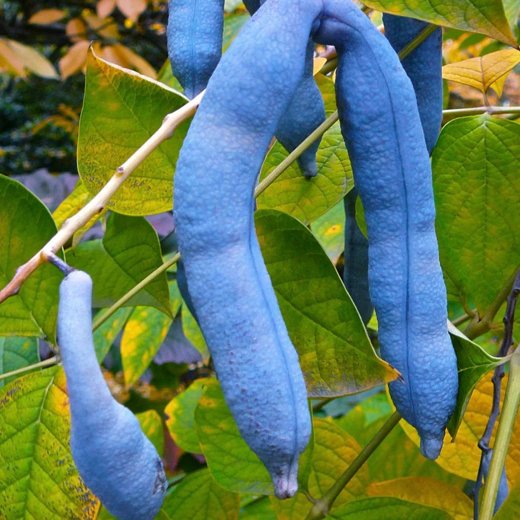 Blue fruit pods of Decaisnea Fargesii on mature tree