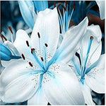 Blue heart lily Lilium spp. flower seeds for planting in bonsai pots or decorative planters - Dharaseeds