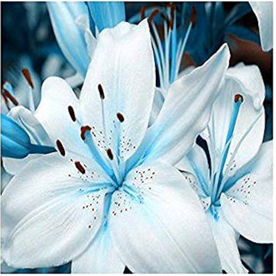 Blue heart lily Lilium spp. flower seeds for planting in bonsai pots or decorative planters - Dharaseeds
