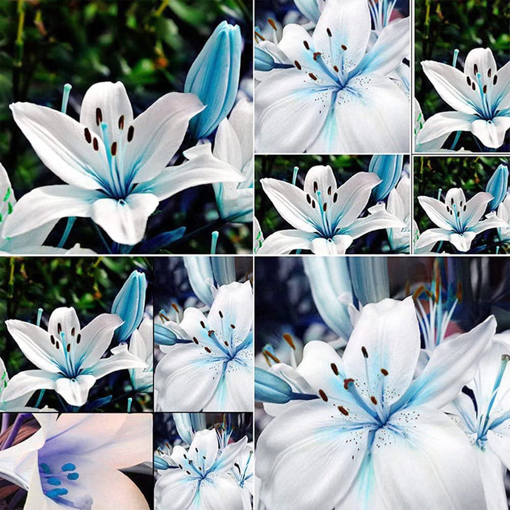 Blue heart lily Lilium spp. flower seeds for planting in bonsai pots or decorative planters - Dharaseeds