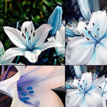 Blue Heart Lily Plant Seeds – Unique Heart - Shaped Bloom Variety - Dharaseeds