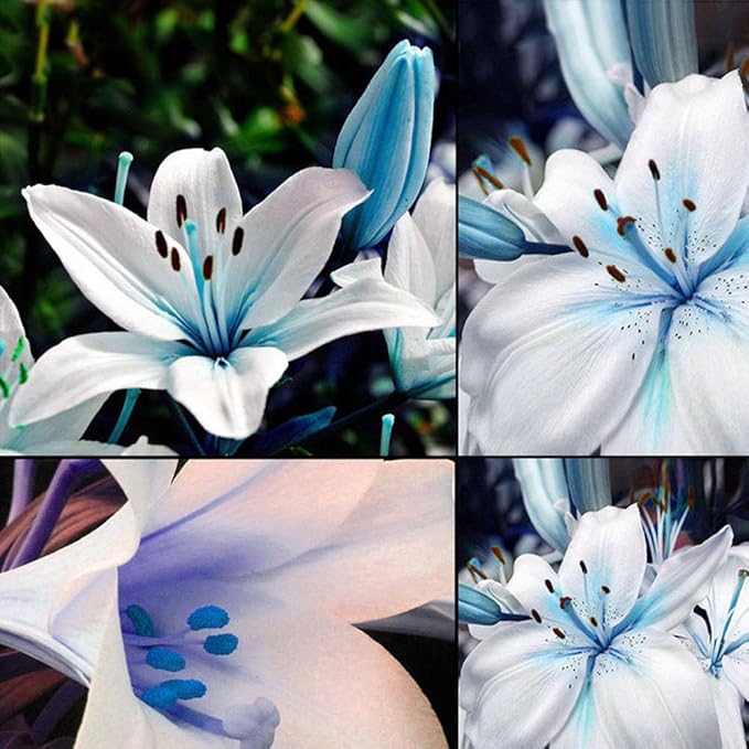 Blue Heart Lily Plant Seeds – Unique Heart - Shaped Bloom Variety - Dharaseeds