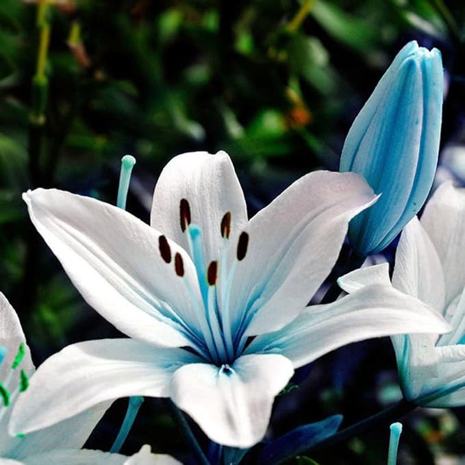 Blue Heart Lily Plant Seeds – Unique Heart - Shaped Bloom Variety - Dharaseeds