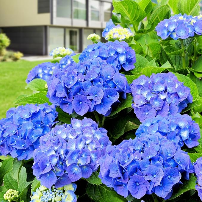 Blue Hydrangea Seeds – Vibrant Garden Blooms - Dharaseeds