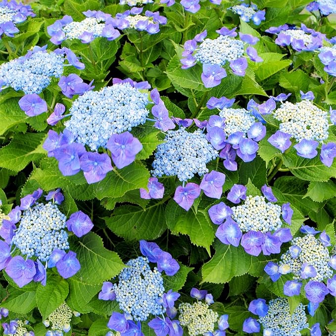 Blue Hydrangea Seeds – Vibrant Garden Blooms - Dharaseeds
