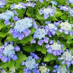 Blue Hydrangea Seeds – Vibrant Garden Blooms - Dharaseeds