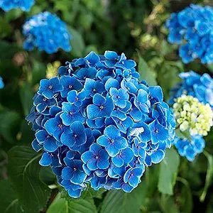 Blue Hydrangea Seeds – Vibrant Garden Flower - Dharaseeds