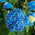 Blue Hydrangea Seeds – Vibrant Garden Flower - Dharaseeds