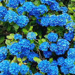 Blue Hydrangea Seeds – Vibrant Garden Flower - Dharaseeds