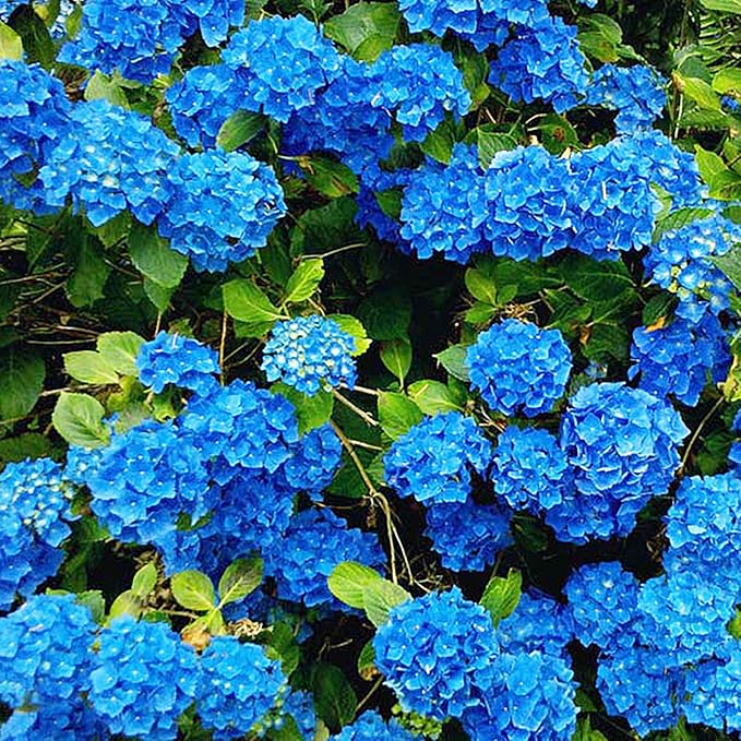 Blue Hydrangea Seeds – Vibrant Garden Flower - Dharaseeds