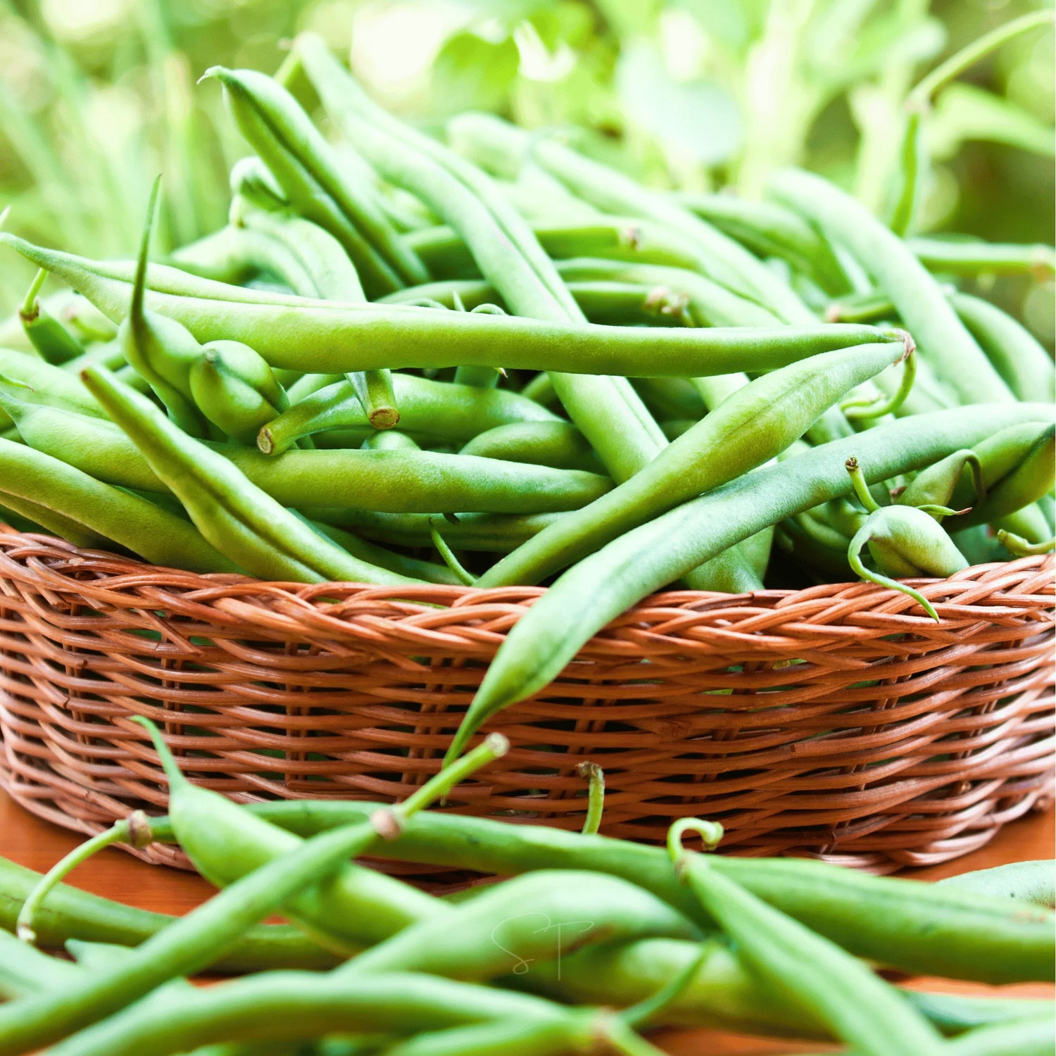 Tender Beans Seeds for Planting Phaseolus vulgaris for Home Garden and Vegetable Patch