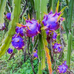 Blue Pitaya garden seeds for home gardening