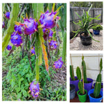 Non GMO Blue Pitaya seeds high germination rate