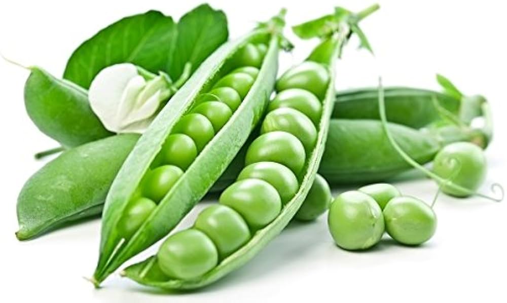 Blue Podded Organic Pea seeds – Pisum sativum heirloom vegetable - Dharaseeds