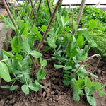 Blue Podded Organic Pea seeds – Pisum sativum heirloom vegetable - Dharaseeds