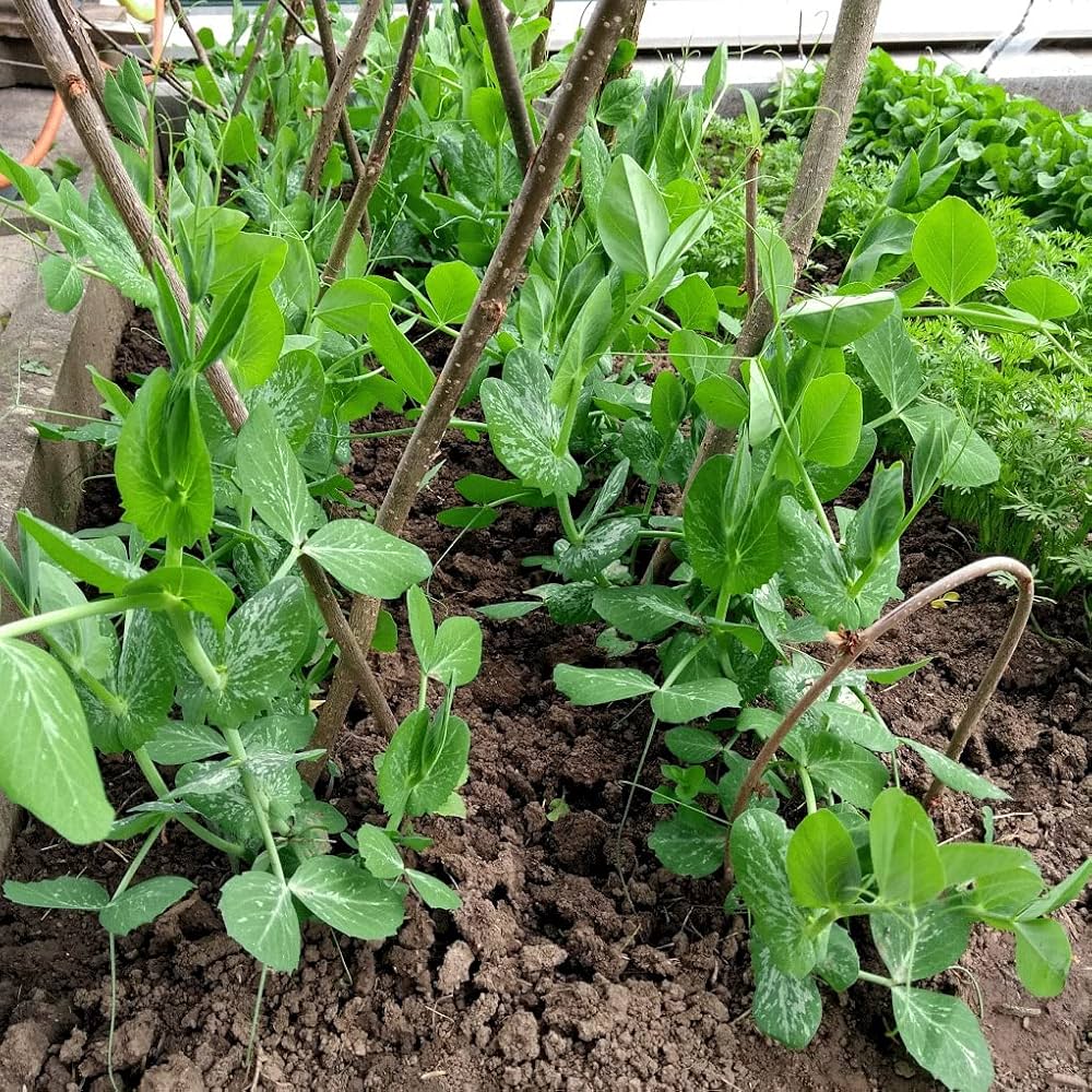 Blue Podded Organic Pea seeds – Pisum sativum heirloom vegetable - Dharaseeds