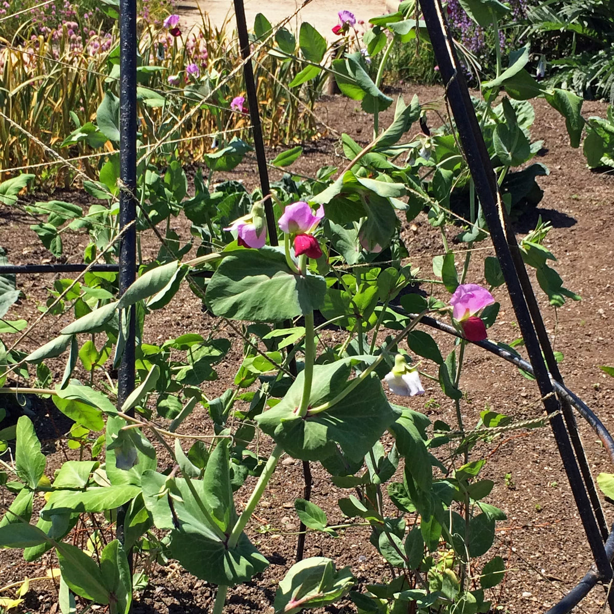 Blue Podded Organic Pea seeds – Pisum sativum heirloom vegetable - Dharaseeds