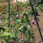 Blue Podded Organic Pea seeds – Pisum sativum heirloom vegetable - Dharaseeds