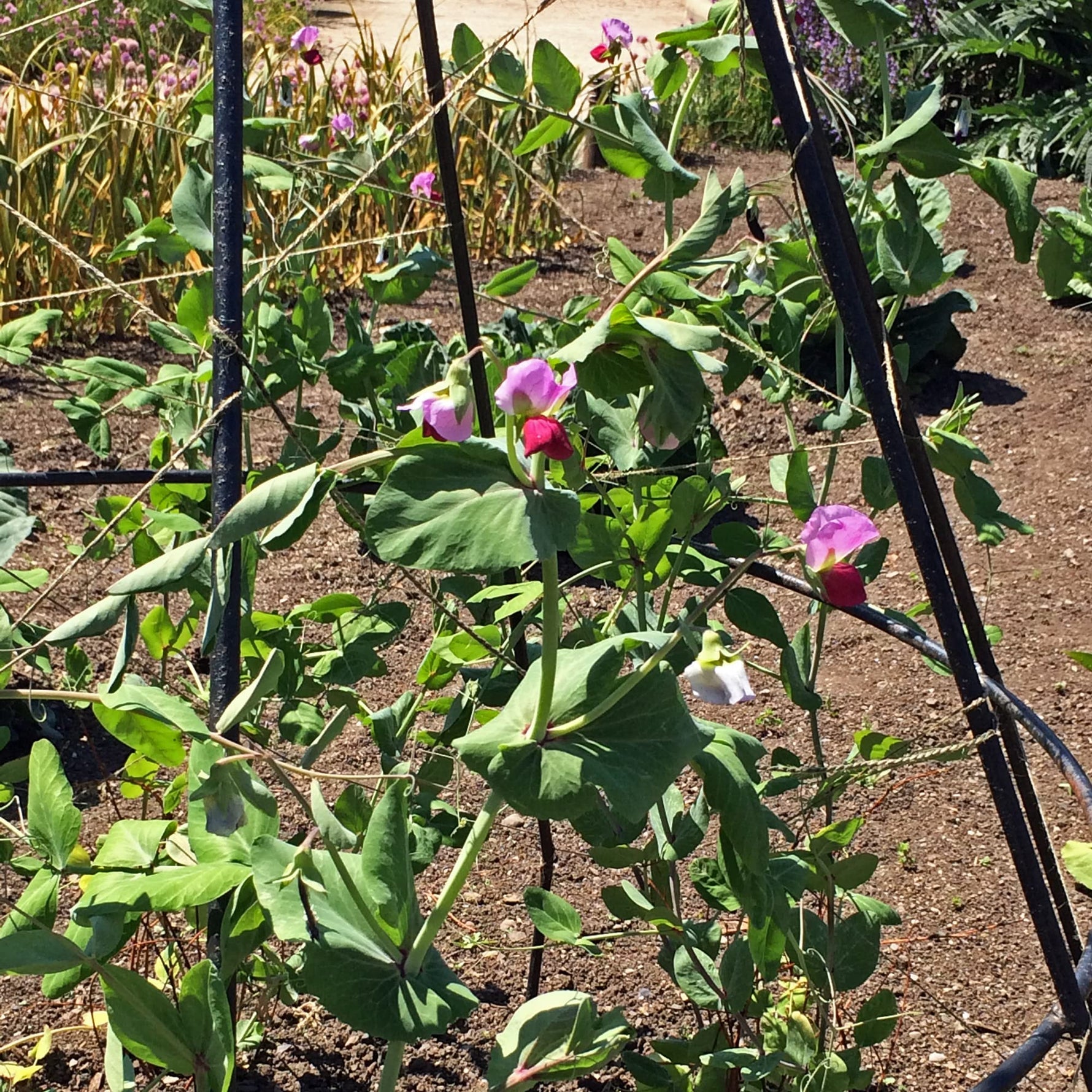 Blue Podded Organic Pea seeds – Pisum sativum heirloom vegetable - Dharaseeds