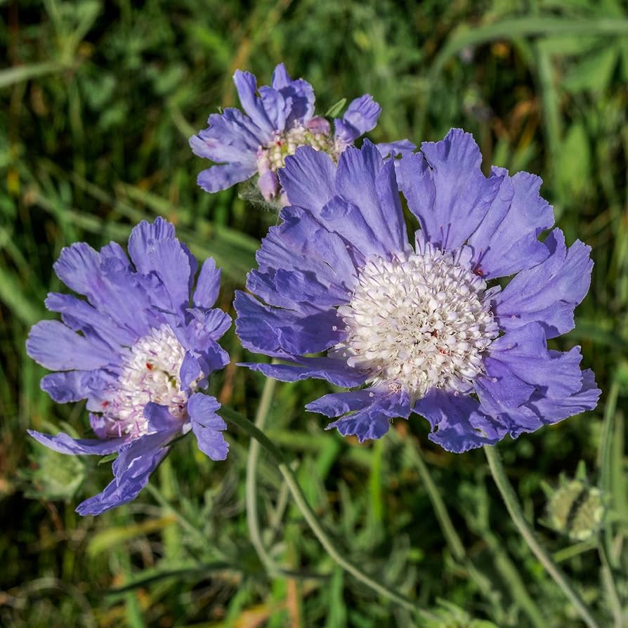 Blue Scabiosa Flower seeds – pincushion bloom for pollinator gardens - Dharaseeds