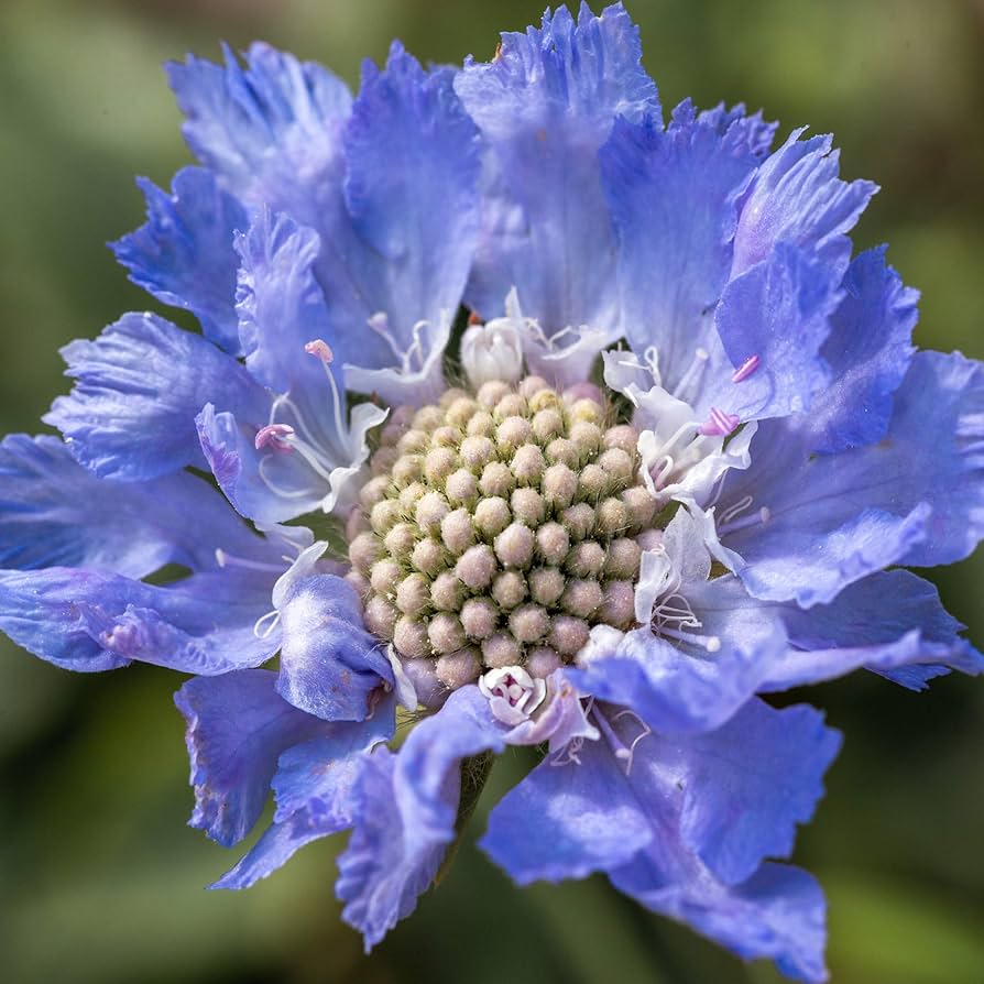 Blue Scabiosa Flower seeds – pincushion bloom for pollinator gardens - Dharaseeds