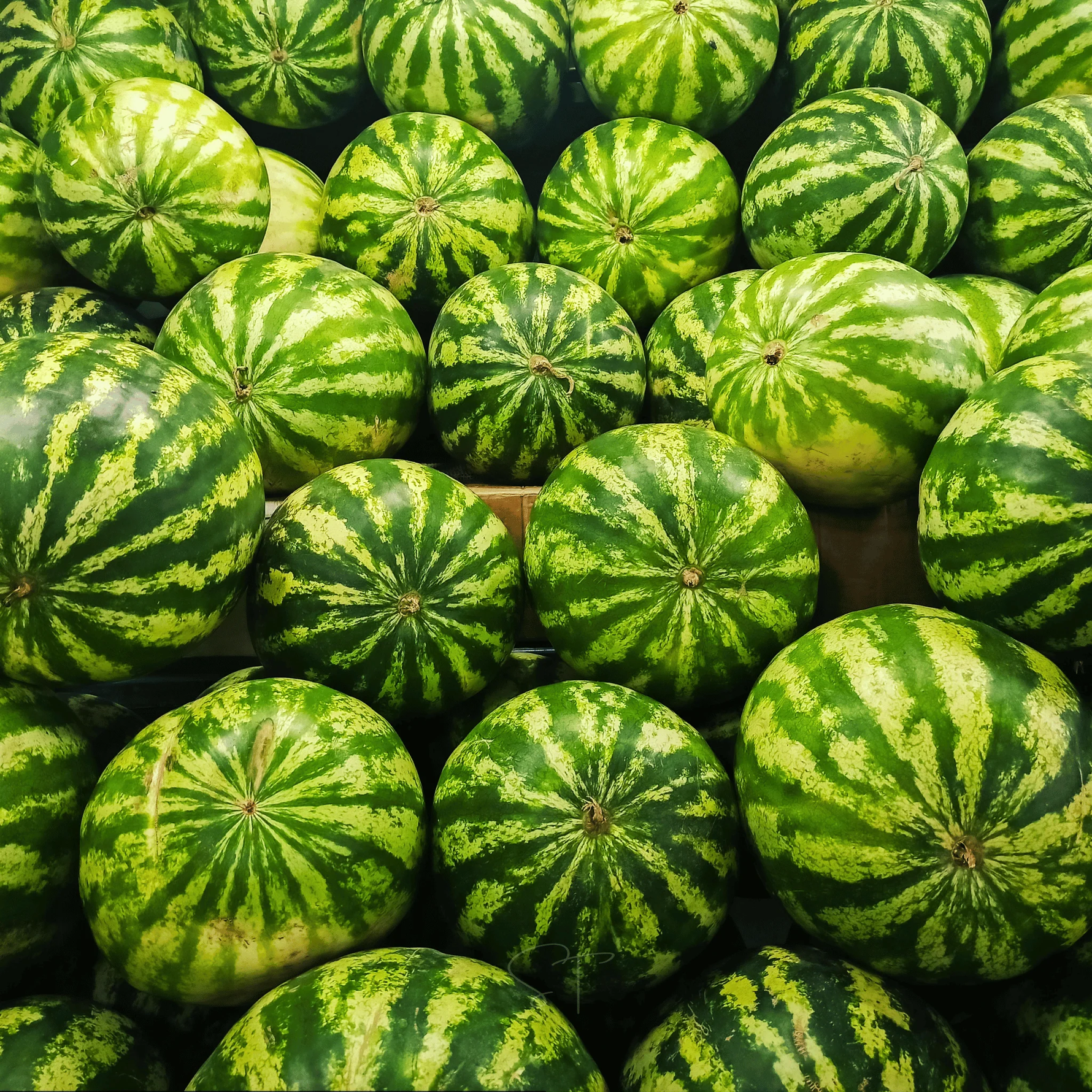 Blue Watermelon growing seeds for warm-season planting