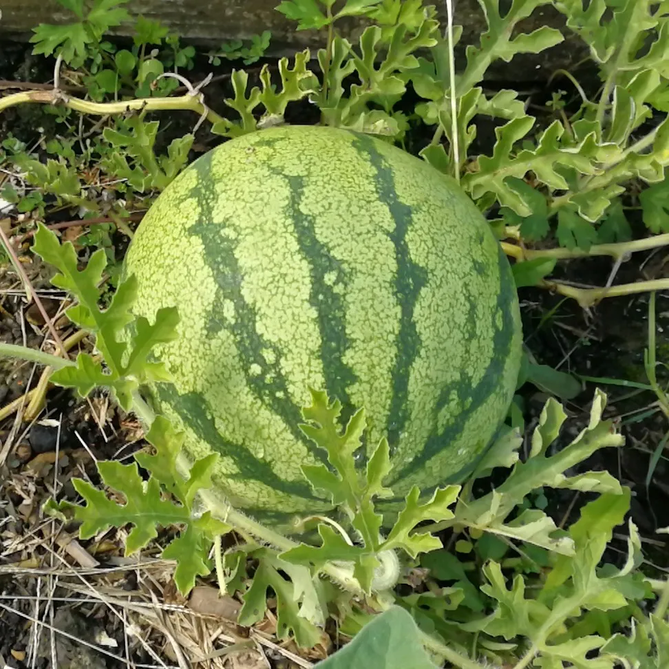 Blue Watermelon plant seeds for organic gardening