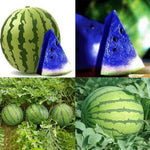 Blue Watermelon seeds Citrullus lanatus for organic garden growing