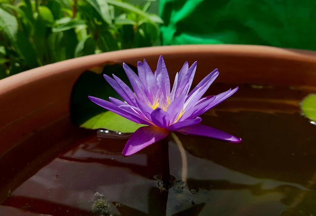 Nymphaea Blue Whistle Water Lilly