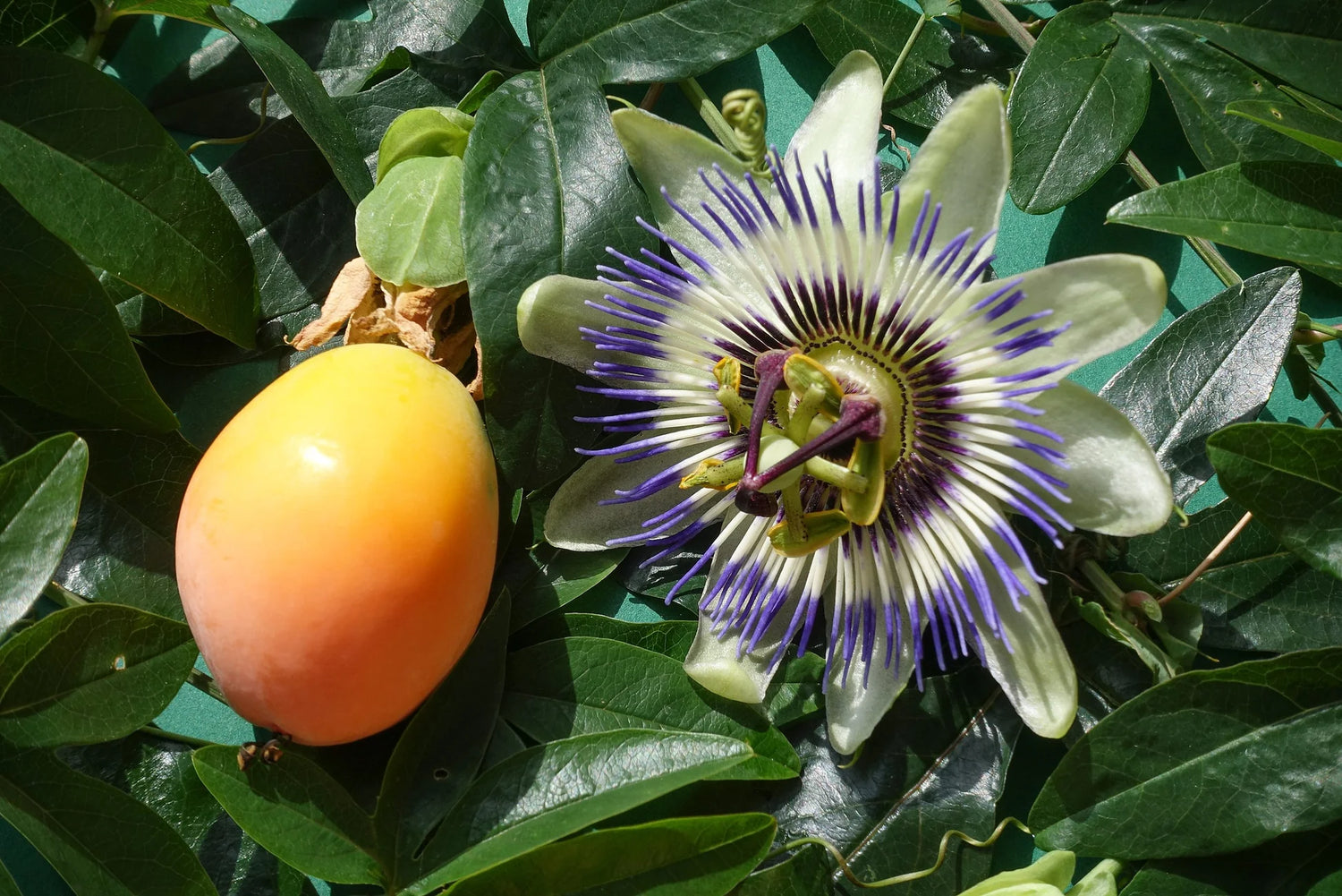 Blue Passionflower Seeds Passiflora Caerulea for Tropical Climbing Vine Planting