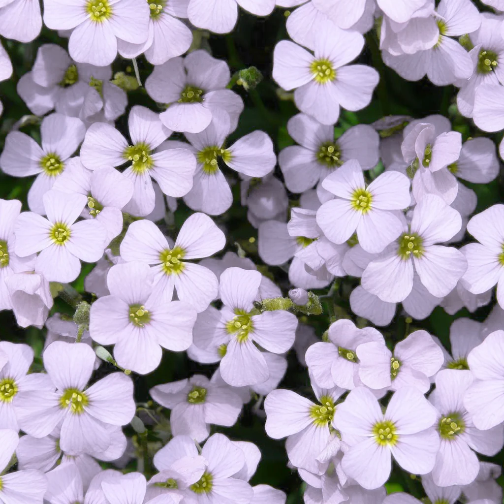 White Aubrieta Rock Cascade Flower Seed-Heirloom & Non-GMO Seeds for planting