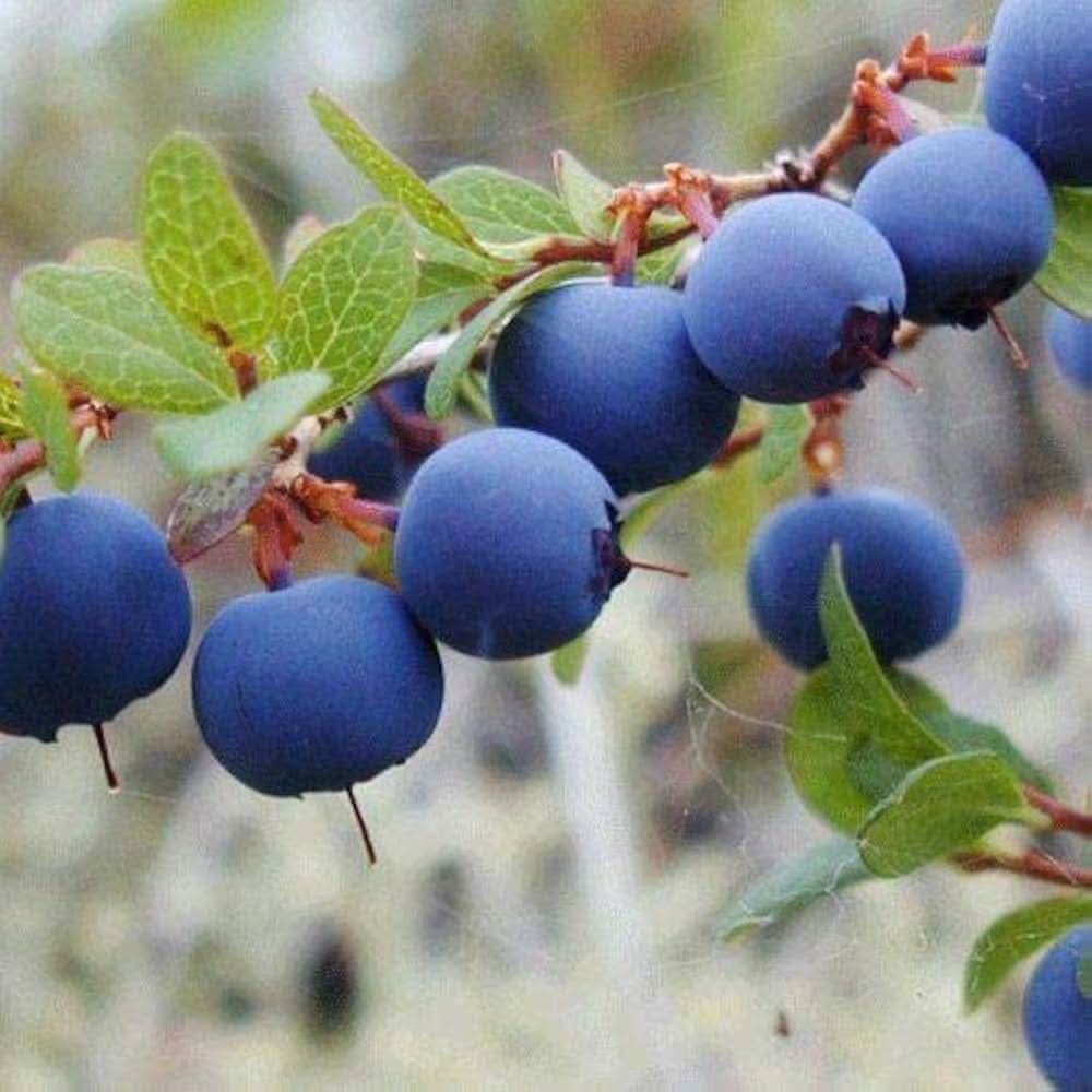 Blueberry bush growth from edible plant seeds
