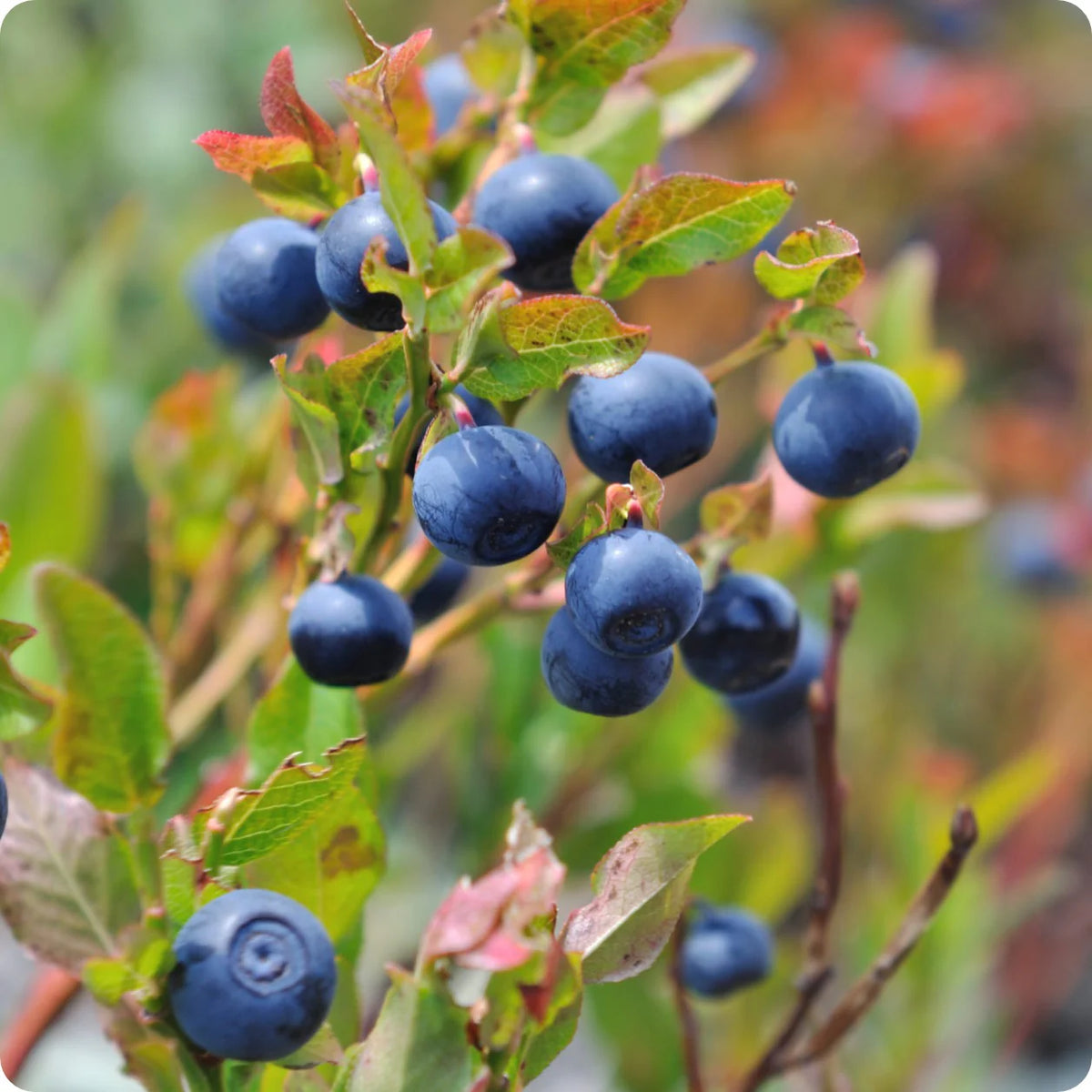 Blueberry garden bush plants grown from seeds