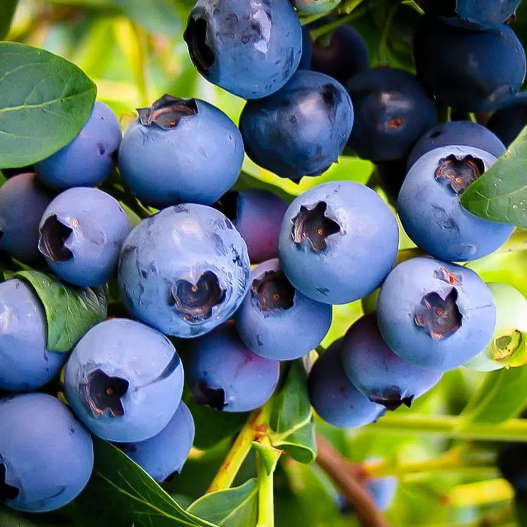 Blueberry Plant Growing from Seeds in Garden