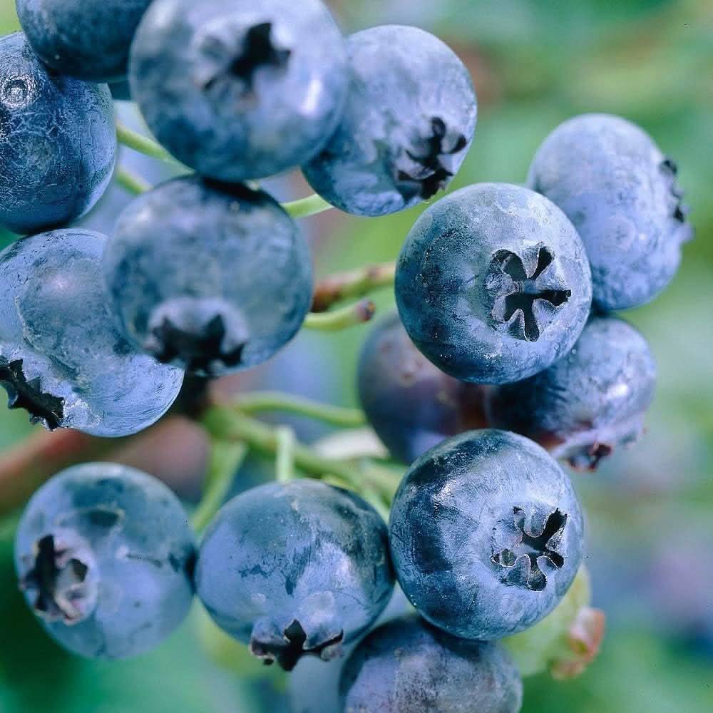 Blueberry plant seeds for high yield home garden planting