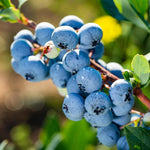 Blueberry planting seeds for home garden growers