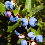 Healthy blueberry plant fruiting bush for home growers