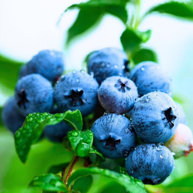 Blueberry seedlings showing growth stages for gardeners