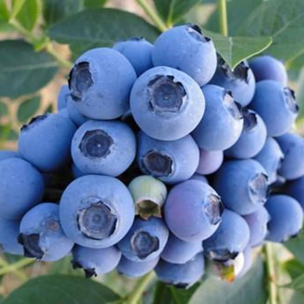 Blueberry seeds blue edible plant variety for home gardening