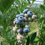 Blueberry seeds Chandler variety for home garden growers