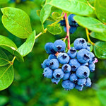 Blueberry seeds ideal for container and pot gardening