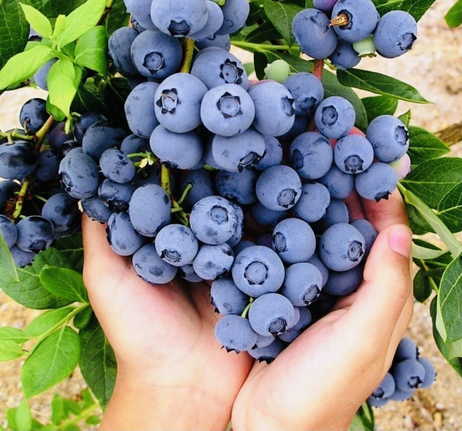 Blueberry Seeds for Planting in Home Garden