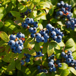 Organic Blueberry Seeds High Germination for Home Gardening