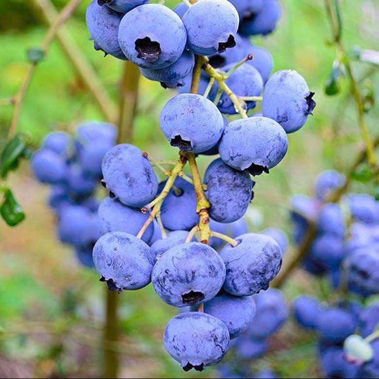 blueberry seeds for organic gardening