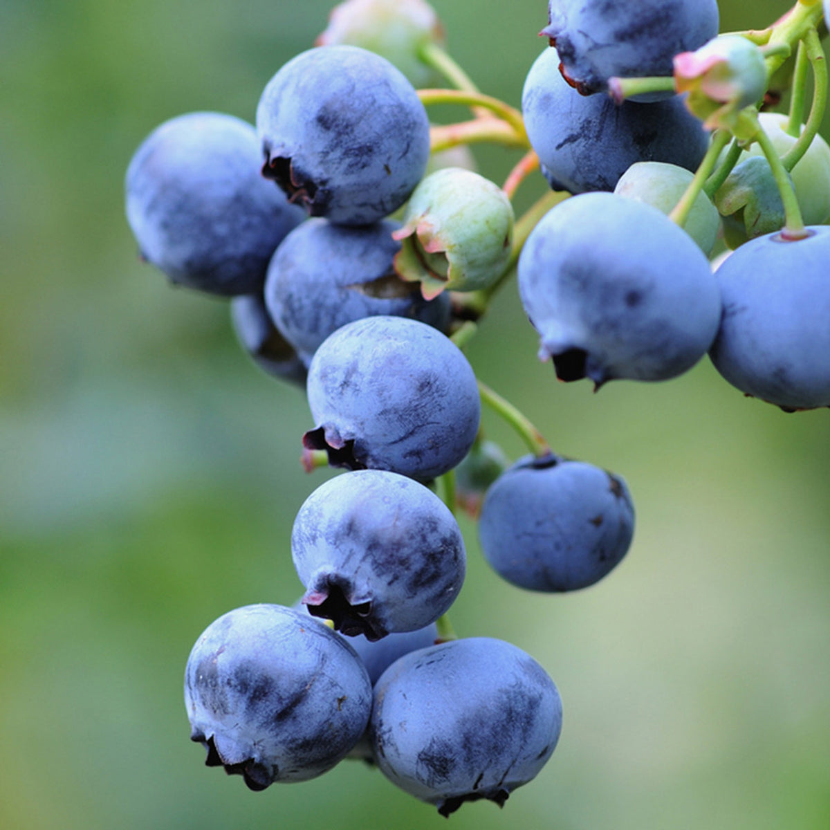 Blueberry Vaccinium corymbosum American Bush seeds for planting