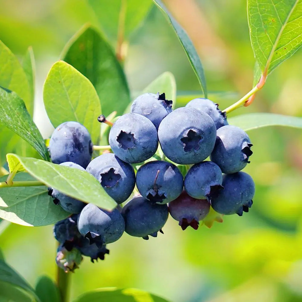 Blueberry Shrub Grown from Fruit Seeds