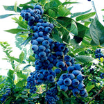 Blueberry Tree Seeds Southern Highbush Cold Hardy Seeds