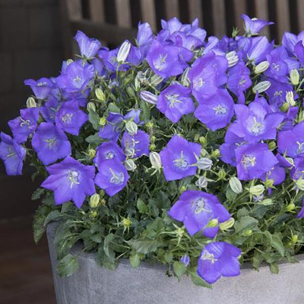 Campanula Campanula Carpatica Flower Seeds for Planting – Perfect for Garden Borders and Cottage Gardens